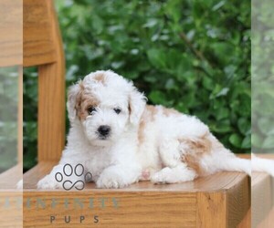 Goldendoodle (Miniature) Puppy for sale in EPHRATA, PA, USA