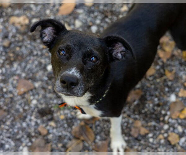 Medium Photo #3 Border Collie-Unknown Mix Puppy For Sale in Ames, IA, USA