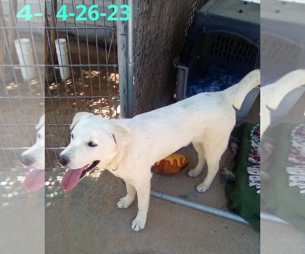 Medium Photo #11 Mutt Puppy For Sale in Apple Valley, CA, USA