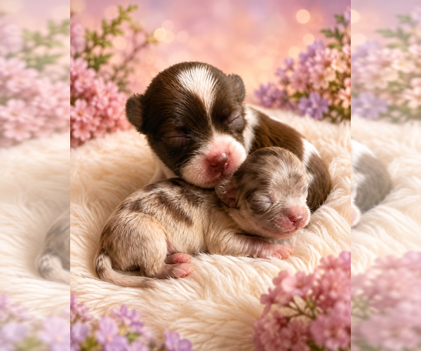 Medium Photo #1 Chihuahua Puppy For Sale in LAKEWOOD, WA, USA