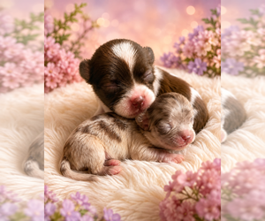 Chihuahua Puppy for Sale in LAKEWOOD, Washington USA
