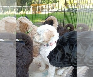 Miniature Labradoodle Puppy for Sale in MOUNT VERNON, Washington USA