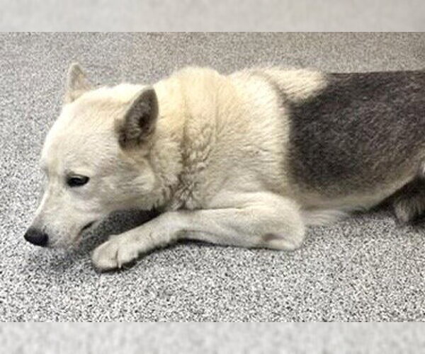 Medium Photo #1 Gerberian Shepsky Puppy For Sale in Houston, TX, USA
