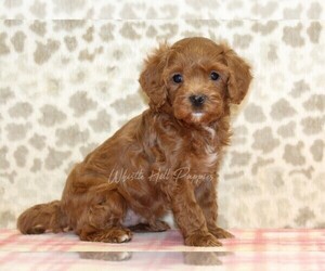 Cavapoo Puppy for sale in DENVER, PA, USA