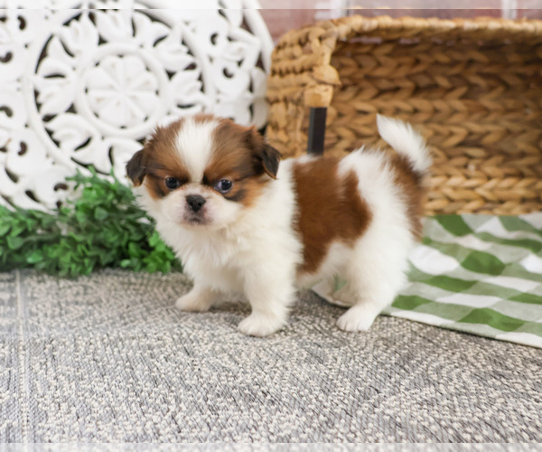 Medium Photo #7 Shih Tzu Puppy For Sale in SYRACUSE, IN, USA