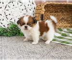 Small #6 Shih Tzu