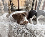 Small #3 Mutt