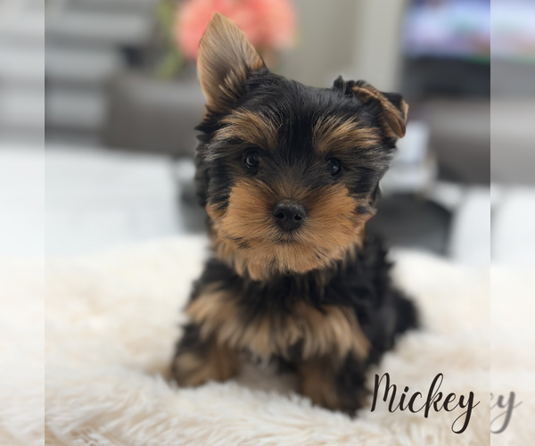 Medium Photo #2 Yorkshire Terrier Puppy For Sale in ADDISON, IL, USA