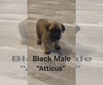Small #3 Cane Corso