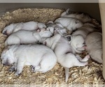 Small #2 Labrador Retriever