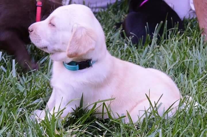 Medium Photo #1 Labrador Retriever Puppy For Sale in LOS ANGELES, CA, USA