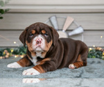 Puppy Sassy Beabull