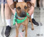 Small #4 Miniature Pinscher Mix