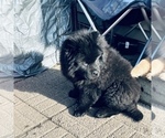 Small Photo #12 Chow Chow Puppy For Sale in ELGIN, IL, USA