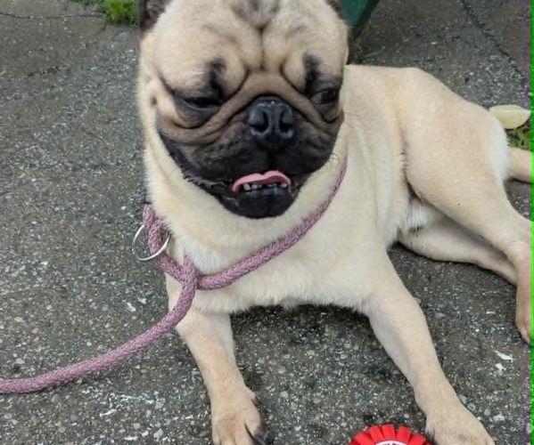 Medium Photo #1 Pug Puppy For Sale in LYNDON CENTER, VT, USA