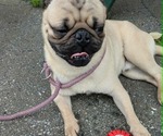 Small Photo #1 Pug Puppy For Sale in LYNDON CENTER, VT, USA