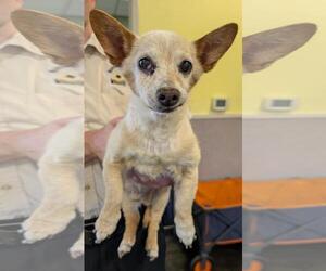 Chiweenie Dogs for adoption in Rockwall, TX, USA