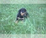 Small Photo #14 Rottweiler Puppy For Sale in MABLETON, GA, USA