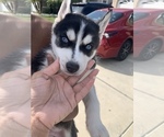 Small Photo #1 Siberian Husky Puppy For Sale in LAS VEGAS, NV, USA