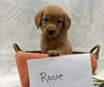 Small #3 Golden Retriever