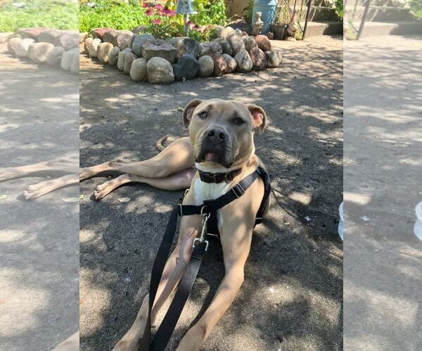 Medium Photo #27 American Bulldog-Unknown Mix Puppy For Sale in Princeton, MN, USA