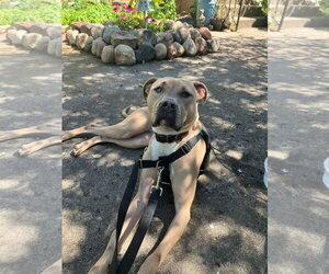 Tip - Female American Bulldog-Unknown Mix Dog for Adoption - Photo #27