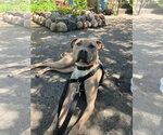 Small Photo #27 American Bulldog-Unknown Mix Puppy For Sale in Princeton, MN, USA