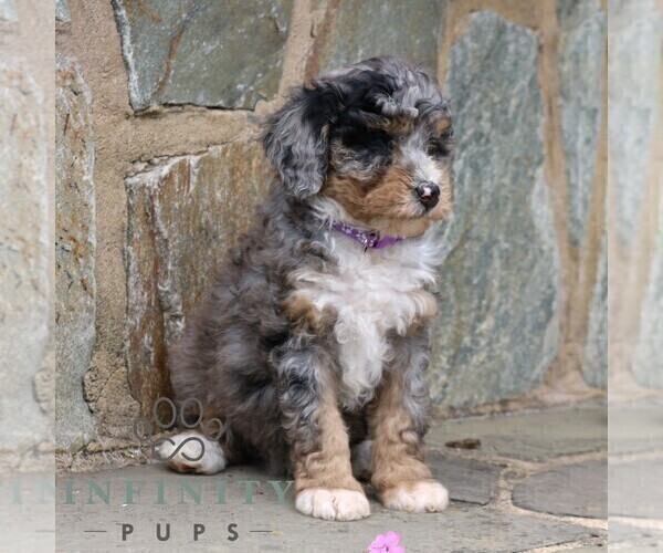 Medium Photo #5 Bernedoodle (Miniature) Puppy For Sale in LANCASTER, PA, USA
