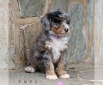 Small #4 Bernedoodle (Miniature)
