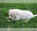 Puppy Freddie Labrador Retriever
