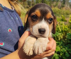 Beagle Puppy for sale in SPOKANE, WA, USA