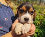 Small Beagle