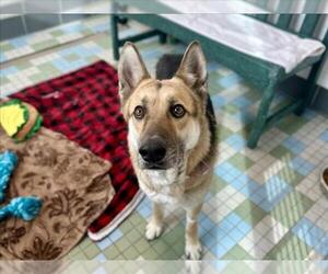 German Shepherd Dog-Unknown Mix Dogs for adoption in Fort Collins, CO, USA