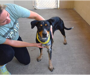 Mutt Dogs for adoption in McKinney, TX, USA