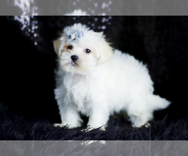 Medium Photo #78 Morkie Puppy For Sale in WARSAW, IN, USA