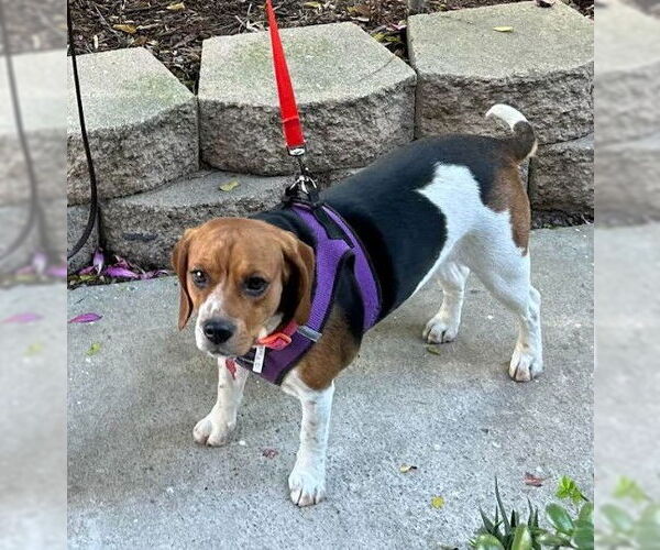 Medium Photo #4 Beagle Puppy For Sale in San Diego, CA, USA