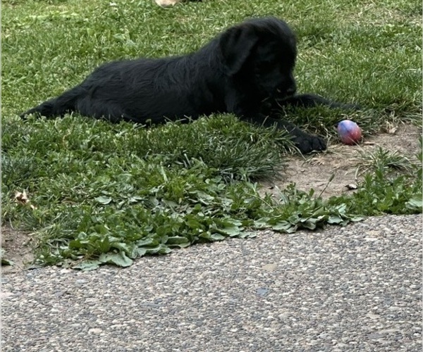 Medium Photo #22 Labradoodle Puppy For Sale in KIRKSVILLE, MO, USA