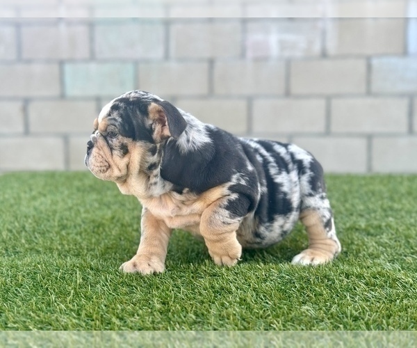 Medium Photo #24 English Bulldog Puppy For Sale in UNIVERSAL CITY, CA, USA
