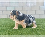 Small Photo #24 English Bulldog Puppy For Sale in UNIVERSAL CITY, CA, USA