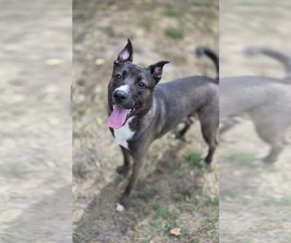 Medium Photo #1 Mutt Puppy For Sale in Martinsburg, WV, USA