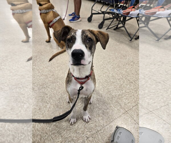 Medium Photo #8 Mutt Puppy For Sale in Minneapolis, MN, USA