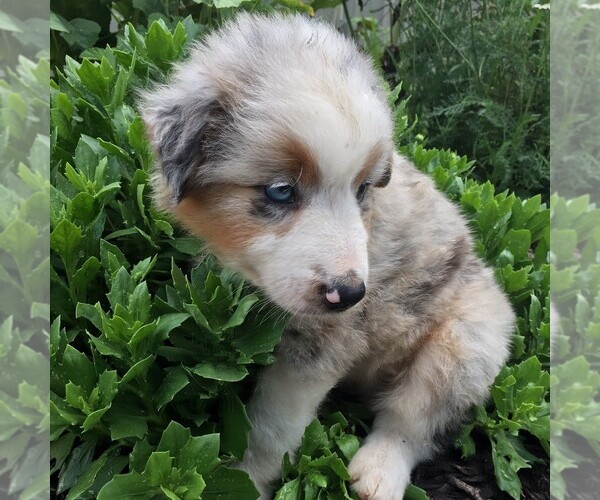 Medium Photo #1 Australian Shepherd Puppy For Sale in LINDEN, TN, USA
