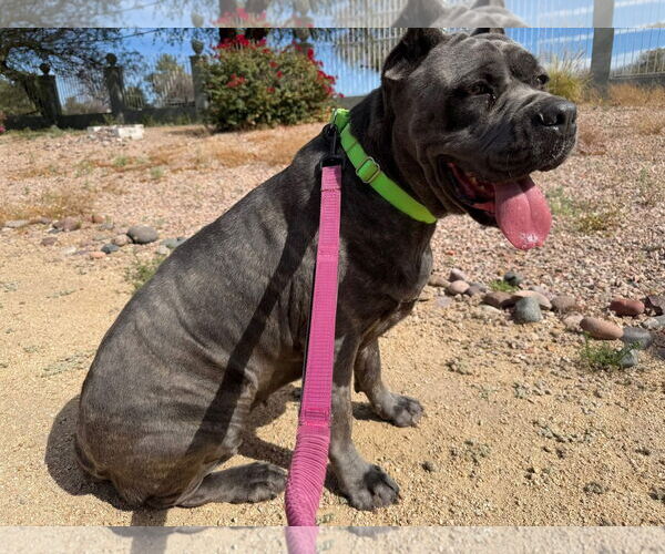 Medium Photo #3 Mutt Puppy For Sale in Goodyear, AZ, USA
