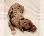 Small #7 F2 Aussiedoodle