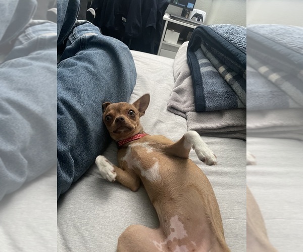 Medium Photo #1 Chihuahua Puppy For Sale in ONTARIO, CA, USA