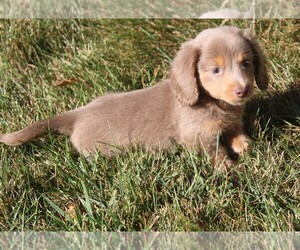 Dachshund Puppy for sale in BLOOMINGTON, IN, USA