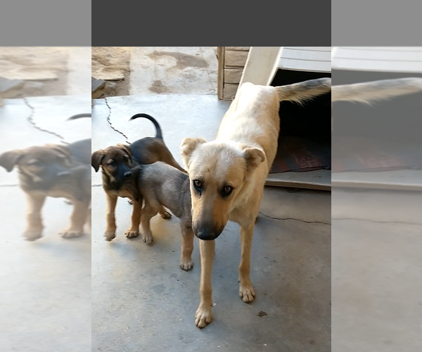 Medium Photo #4 Mutt Puppy For Sale in Apple Valley, CA, USA