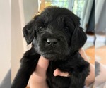 Puppy Loretta Goldendoodle