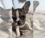 Puppy Suga French Bulldog