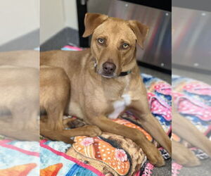 Manolin - Male Mutt Dog for Adoption - Photo #3